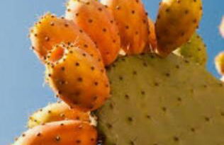 Charouda Stone Tower - Foto 18