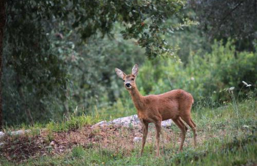 Poggio Diavolino - Suvereto - Foto 66