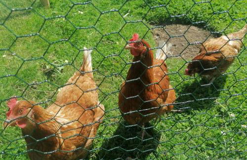 Crown Cabin Wiltshire near Longleat and Bath - Foto 15