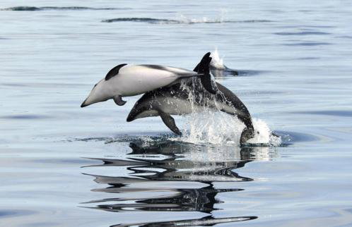 Koronisia Apartments - Foto 55