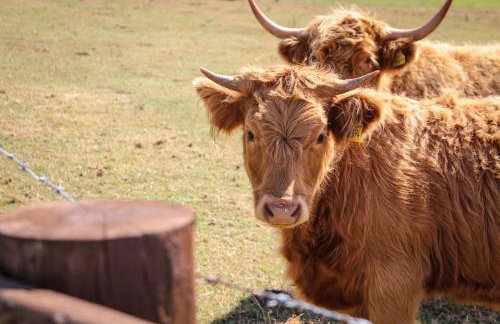 Burrow View - Foto 12