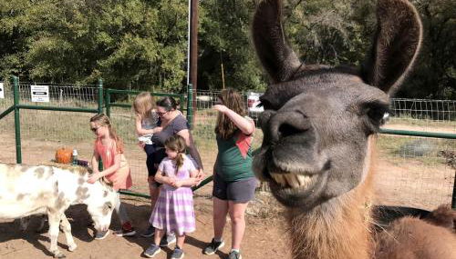 Magical Treehouse with Slide by Brazos River for Family Glamping Adventures in Texas - Foto 2