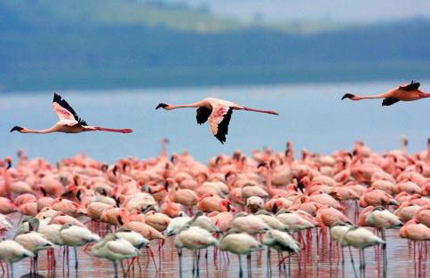 Fronte Mare S'Arena Scoada - Foto 63