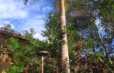 Jardim das orquídeas - Foto 31