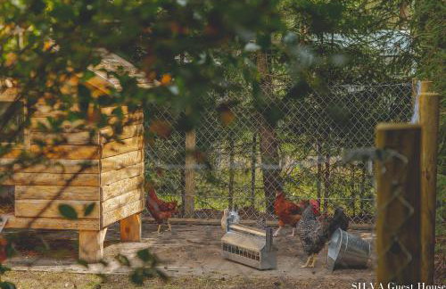 SILVA Guest House - dom wczasowy, tenis, basen, balia i sauna - Foto 38