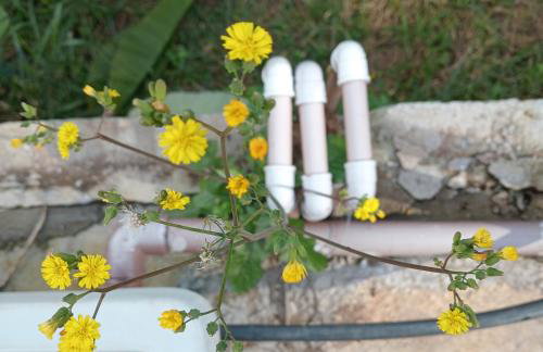 Mirante da mata - Photo 17