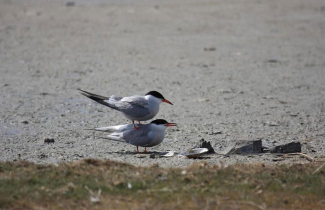 Apartment in Texel Near De Koog Center - Foto 38