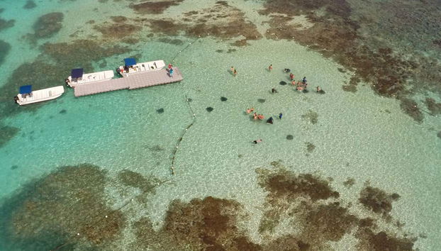 Stingray Spotting Experience in Stingray City Antigua - Foto 2