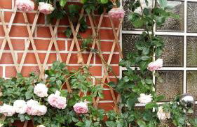 Romantikgarten - Foto 13