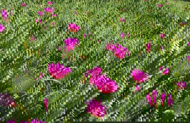 Ensenada Wine & Cheese Tasting - Foto 9