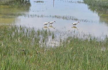 Low Country Cottage in Beautiful Habersham - Photo 15