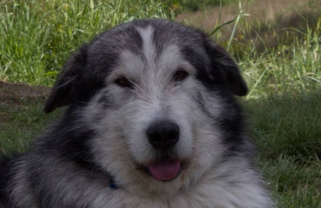 Podere Le Rote Private Farmhouse - Foto 19