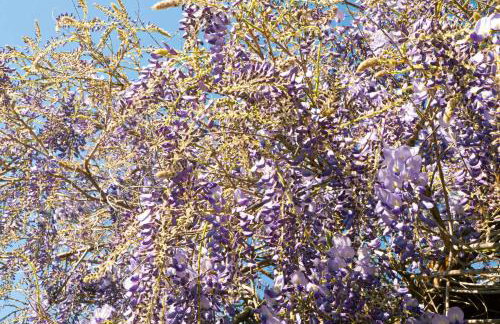 Casa RiVa - Among olive trees and the Tuscan coast - Photo 52