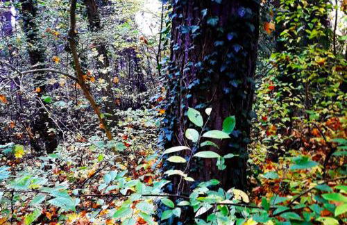 Villa Sophienschlösschen nahe Berlin - Exklusive Zeit zwischen 5 Seen mit großer Küche, gratis Sauna & 3500qm Garten - Foto 53