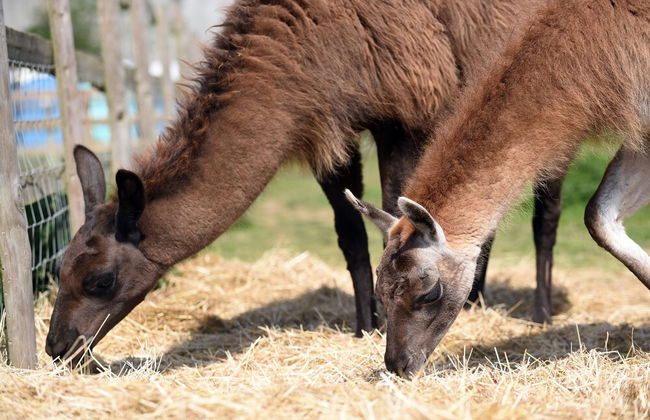 Glamping With Llamas - Foto 34