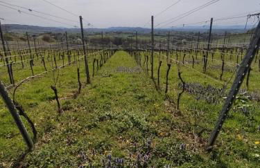 FeWo Sulzbachtal, Nähe Europa-Park, Rulantica, Schwarzwald, Feldberg - Foto 77