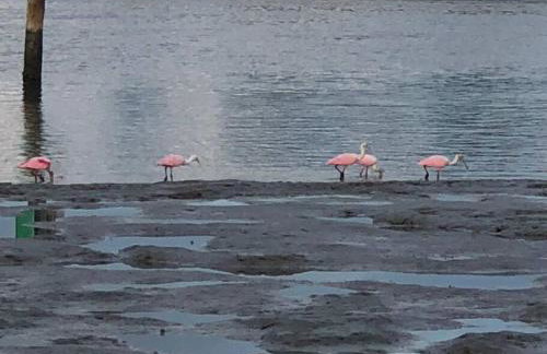 Goodland Waterfront Cottage - Foto 5