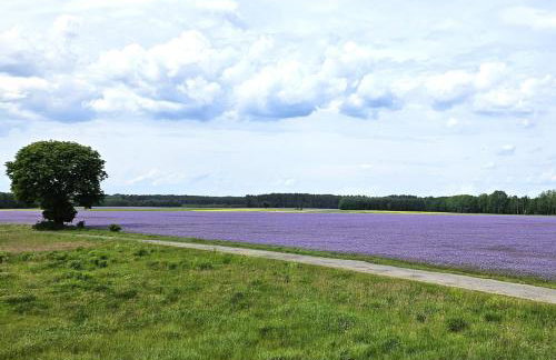 Pod kamieniem - Foto 11