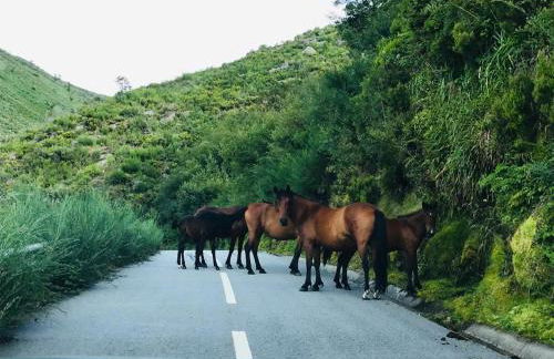 Janelas da Cabreira - Foto 41