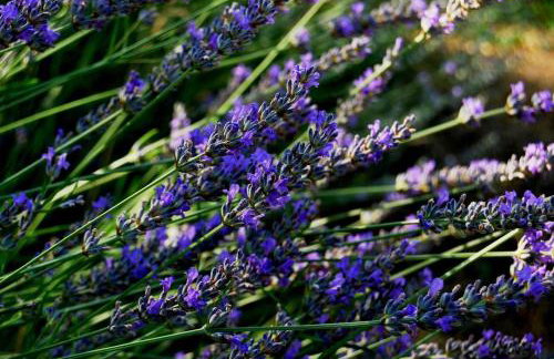 Rustic House Miketa - Family Summertime - Foto 95