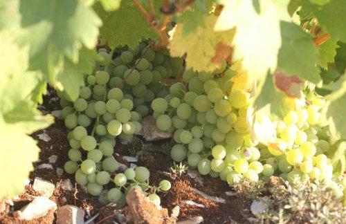 O Ioannis - Photo 14