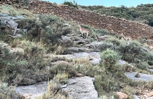 MOLINO DOLZ - Foto 16