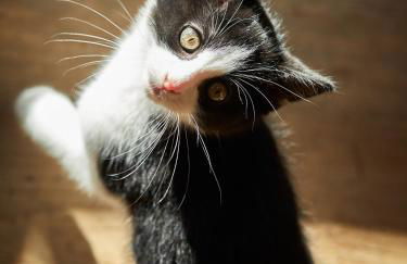 Sotciastel Antico Chalet - Foto 23