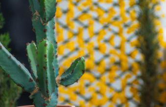 sweet suite - Foto 45