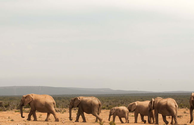 Safari privado por el Parque Nacional de Tsavo East - Foto 1