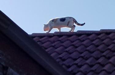 Störmthal Ferienwohnung 1 Sonnenweg - Foto 14