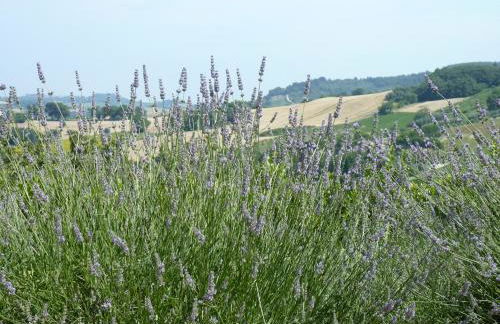 Country House Il Sassòne - Foto 35