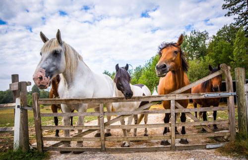 La Sellerie - Foto 12