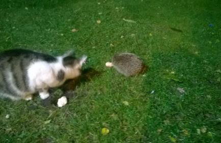 Różany Domek - Foto 19