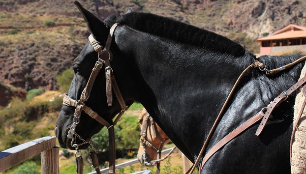 Ausritt in die Gemeinden Pumahuanca und Palcaraqui - Private Halbtagestour - Foto 2