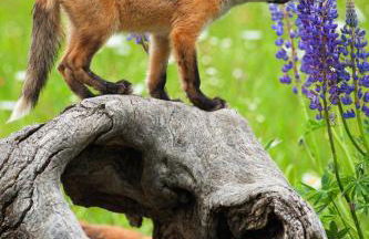 Mountain Peak Home - Foto 14