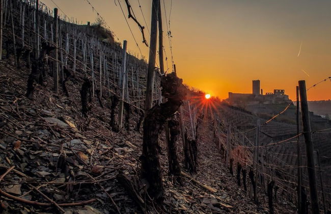 Appartments Haupt - Foto 15