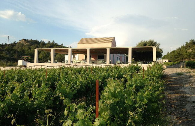 Degustación de vinos en Rodas, dentro de los viñedos con el productor. - Foto 11