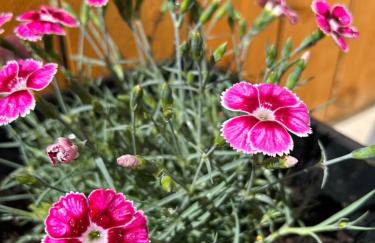 3 bedroom - 2 bathroom Townhouse in Corstorphine Near Murrayfield Stadium - Direct Bus To Edinburgh City Centre in 20 Minutes - Two Private Parking Spaces - Private Sunny Garden - Recently Refurbished - Foto 25