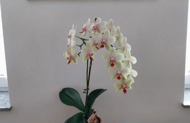 Ferienhaus Buschmuehle - Stolpen - Foto 17