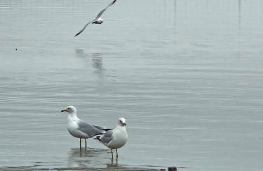 New- Farm view-Winter escape with cozy fireplace - Foto 60