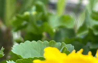 Agriturismo Corte Cea - Foto 10