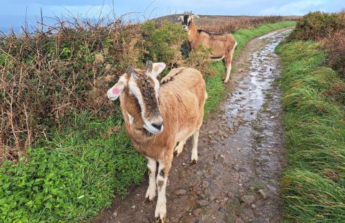 Cape Cornwall Pod with vast sea views - Foto 28