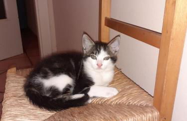 La Vecchia Quercia - Foto 66