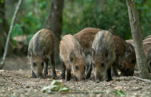 Château de Salvert - 4 Gîtes - 32 personnes - Foto 69