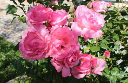 Casa vacanze Ester - Foto 62