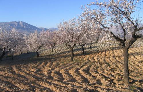 Cortijo La Estrella - Foto 21