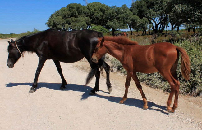 Excursión a Barumini y Giara di Gesturi - Foto 3