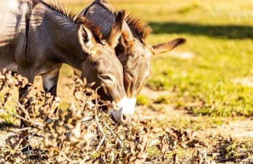 Stunning 1-bed Glamping Tent in Cleveland - Foto 38