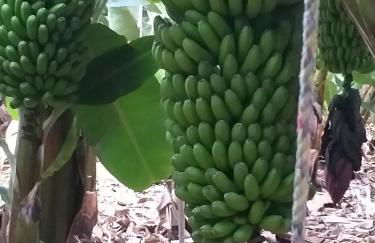 Vivienda Vacacional La Aldea de San Nicolas - Foto 26