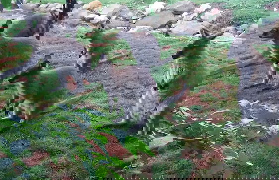 Steigmatt Bauernhof - Erlebnis - Foto 66